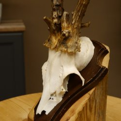 Rehbock abnormes Reh Bock Geweih Rehgeweih auf Trophäenschild 608.129