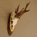 Rehbock abnormes Reh Bock Geweih Rehgeweih auf Akazie...