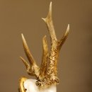 Rehbock abnormes Reh Bock Geweih Rehgeweih auf Akazie Schild 608.132