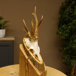 Rehbock abnormes Reh Bock Geweih Rehgeweih auf Akazie Schild 608.132