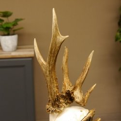 Rehbock abnormes Reh Bock Geweih Rehgeweih auf Akazie Schild 608.132