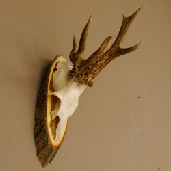 Rehbock abnormes Reh Bock Geweih Rehgeweih auf Akazie Schild 608.132