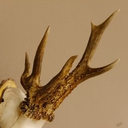 Rehbock abnormes Reh Bock Geweih Rehgeweih auf Akazie Schild 608.132