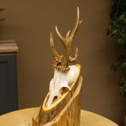 Rehbock abnormes Reh Bock Geweih Rehgeweih auf Akazie Schild 608.132