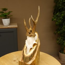 Rehbock abnormes Reh Bock Geweih Rehgeweih auf Akazie Schild 608.132