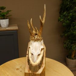 Rehbock abnormes Reh Bock Geweih Rehgeweih auf Akazie Schild 608.132