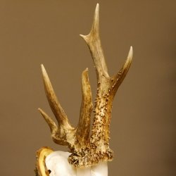 Rehbock abnormes Reh Bock Geweih Rehgeweih auf Akazie Schild 608.132