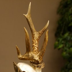 Rehbock abnormes Reh Bock Geweih Rehgeweih auf Akazie Schild 608.132