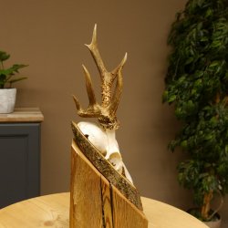 Rehbock abnormes Reh Bock Geweih Rehgeweih auf Akazie Schild 608.132