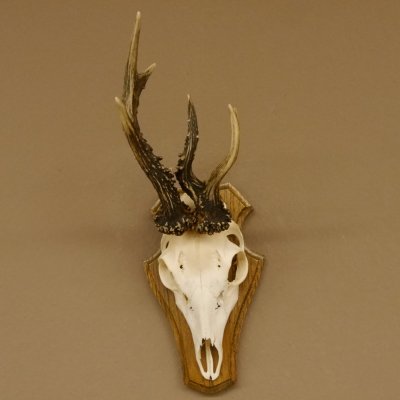 Rehbock abnormes Reh Bock Geweih Rehgeweih auf Trophäenschild 608.133