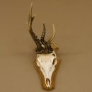 Rehbock abnormes Reh Bock Geweih Rehgeweih auf Trophäenschild 608.133