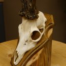 Rehbock abnormes Reh Bock Geweih Rehgeweih auf Trophäenschild 608.133