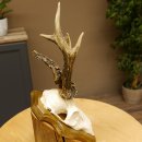 Rehbock abnormes Reh Bock Geweih Rehgeweih auf Trophäenschild 608.133