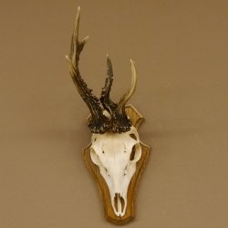 Rehbock abnormes Reh Bock Geweih Rehgeweih auf Trophäenschild 608.133