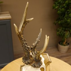 Rehbock abnormes Reh Bock Geweih Rehgeweih auf Trophäenschild 608.133