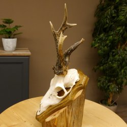 Rehbock abnormes Reh Bock Geweih Rehgeweih auf Trophäenschild 608.133