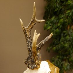 Rehbock abnormes Reh Bock Geweih Rehgeweih auf Trophäenschild 608.133