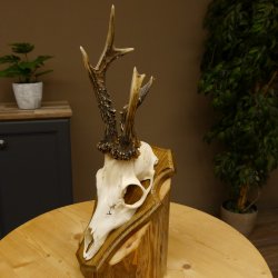 Rehbock abnormes Reh Bock Geweih Rehgeweih auf Trophäenschild 608.133