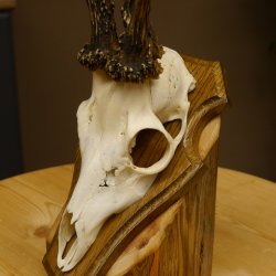 Rehbock abnormes Reh Bock Geweih Rehgeweih auf Trophäenschild 608.133