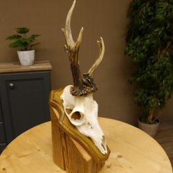 Rehbock abnormes Reh Bock Geweih Rehgeweih auf Trophäenschild 608.133