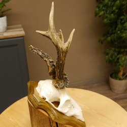 Rehbock abnormes Reh Bock Geweih Rehgeweih auf Trophäenschild 608.133