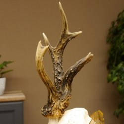 Rehbock abnormes Reh Bock Geweih Rehgeweih auf Trophäenschild 608.133