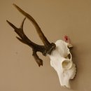 Rehgeweih Rehbock ung 10 ender Reh Bock Geweih Rehgeweihe 608.134