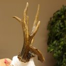 Rehgeweih Rehbock ung 10 ender Reh Bock Geweih Rehgeweihe 608.134