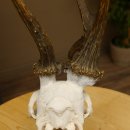 Rehgeweih Rehbock ung 10 ender Reh Bock Geweih Rehgeweihe 608.134