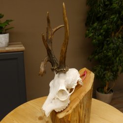 Rehgeweih Rehbock ung 10 ender Reh Bock Geweih Rehgeweihe 608.134