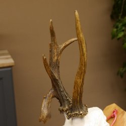 Rehgeweih Rehbock ung 10 ender Reh Bock Geweih Rehgeweihe 608.134