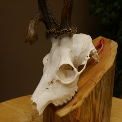 Rehgeweih Rehbock ung 10 ender Reh Bock Geweih Rehgeweihe 608.134