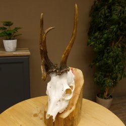 Rehgeweih Rehbock ung 10 ender Reh Bock Geweih Rehgeweihe 608.134