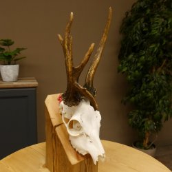 Rehgeweih Rehbock ung 10 ender Reh Bock Geweih Rehgeweihe 608.134