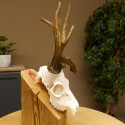 Rehgeweih Rehbock ung 10 ender Reh Bock Geweih Rehgeweihe 608.134