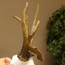 Rehgeweih Rehbock ung 10 ender Reh Bock Geweih Rehgeweihe 608.134