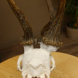 Rehgeweih Rehbock ung 10 ender Reh Bock Geweih Rehgeweihe 608.134