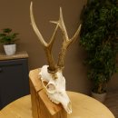 Rehgeweih Rehbock 3 Stangenbock Reh Bock Geweih...