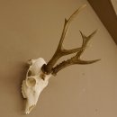 Rehgeweih Rehbock 3 Stangenbock Reh Bock Geweih Rehgeweihe 608.135