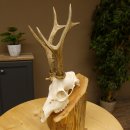 Rehgeweih Rehbock 3 Stangenbock Reh Bock Geweih Rehgeweihe 608.135