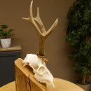 Rehgeweih Rehbock 3 Stangenbock Reh Bock Geweih Rehgeweihe 608.135