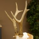 Rehgeweih Rehbock 3 Stangenbock Reh Bock Geweih Rehgeweihe 608.135