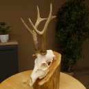 Rehgeweih Rehbock 3 Stangenbock Reh Bock Geweih Rehgeweihe 608.135