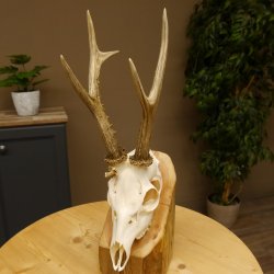 Rehgeweih Rehbock 3 Stangenbock Reh Bock Geweih Rehgeweihe 608.135