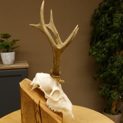 Rehgeweih Rehbock 3 Stangenbock Reh Bock Geweih Rehgeweihe 608.135