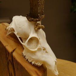 Rehgeweih Rehbock 3 Stangenbock Reh Bock Geweih Rehgeweihe 608.135