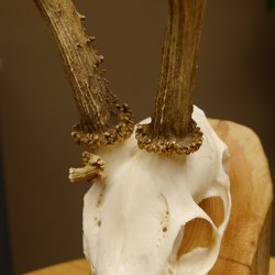 Rehgeweih Rehbock 3 Stangenbock Reh Bock Geweih Rehgeweihe 608.135