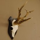 Rehbock abnormes Reh Bock Geweih Rehgeweih auf...