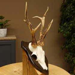 Rehbock abnormes Reh Bock Geweih Rehgeweih auf Trophäenschild 608.136