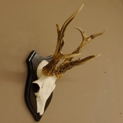 Rehbock abnormes Reh Bock Geweih Rehgeweih auf Trophäenschild 608.136